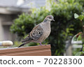 Turtle dove in a residential area 70228300