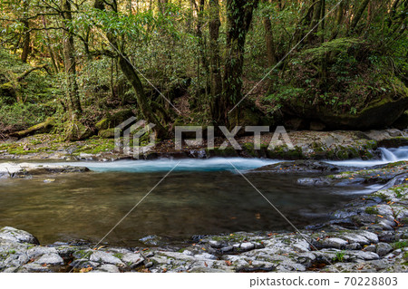 Autumn clear stream The scenery of the autumn colors reflected in the Kikuchi Gorge and the falling waterfall Autumn clear stream The scenery of the autumn colors reflected in the Kikuchi Gorge and the falling waterfall 70228803