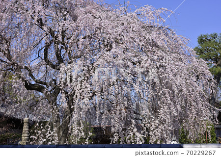 本町寺安德伍德櫻花 70229267