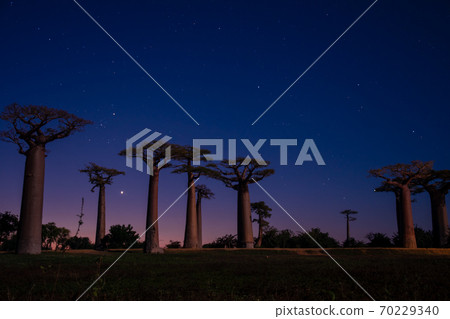 Baobab tree landscape in Morondava on the west coast of Madagascar, Africa Baobab tree landscape in Morondava on the west coast of Madagascar, Africa 70229340