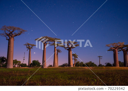 Baobab tree landscape in Morondava on the west coast of Madagascar, Africa Baobab tree landscape in Morondava on the west coast of Madagascar, Africa 70229342