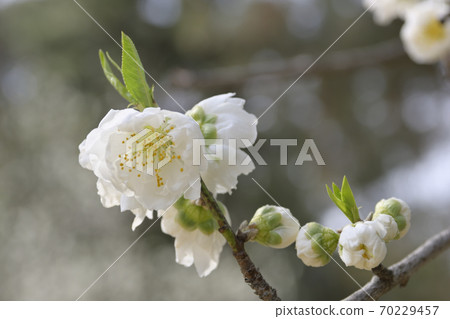 Kyoto gyoen Taoyuan (Peach blossom) 70229457