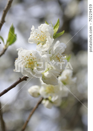 Kyoto gyoen Taoyuan (Peach blossom) 70229459