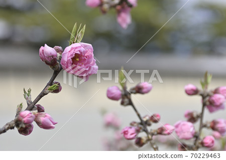 京都御苑桃園(桃花) 京都御苑桃園(桃花) 70229463
