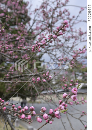 京都御苑桃園（桃花） 70229465