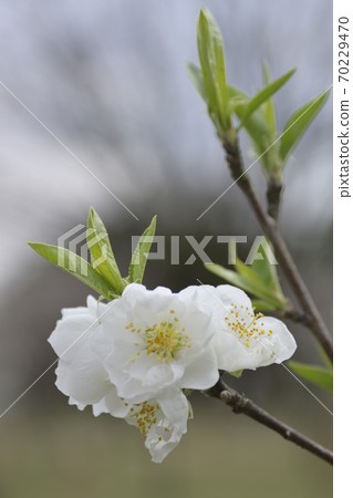 Kyoto gyoen Taoyuan (Peach blossom) 70229470