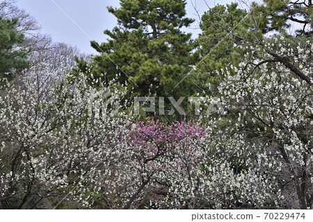 京都御苑桃園（桃花） 70229474