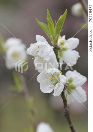 京都御苑桃園（桃花） 70229475