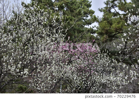 Kyoto gyoen Taoyuan (Peach blossom) Kyoto gyoen Taoyuan (Peach blossom) 70229476