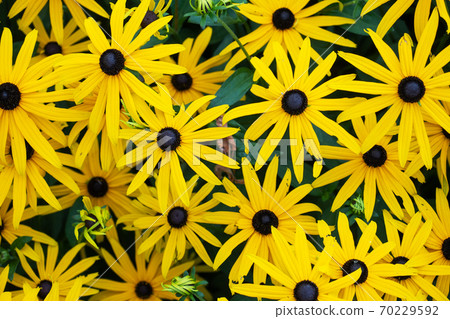 Yellow Echinacea flower background. The texture of the bright flowers of medicinal Echinacea. 70229592