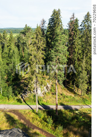Summer Sunny forest landscape, green pine trees Summer Sunny forest landscape, green pine trees 70229608
