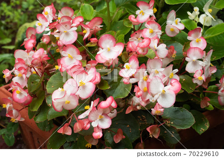 White and pink begonia flowers grow in pots in the garden. 70229610