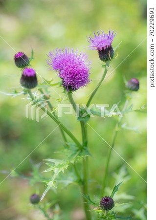 Thistle Thistle 70229691