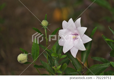 10月拍攝的雙花Kikyo 10月拍攝的雙花Kikyo 70229751