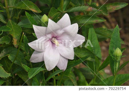 10月拍攝的雙花Kikyo 70229754