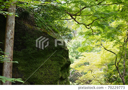 Oiwa with moss Oiwa with moss 70229773