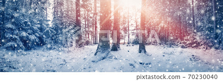 Beautiful trees covered with snow in the winter forest in snowfall Beautiful trees covered with snow in the winter forest in snowfall 70230040