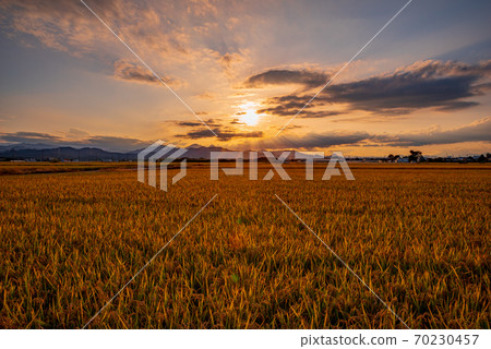 Inada illuminated by the setting sun [Kamisato Town, Saitama Prefecture] 70230457