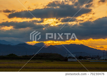 Inada illuminated by the setting sun [Kamisato Town, Saitama Prefecture] 70230476