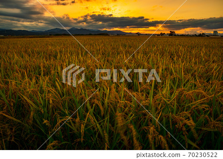 Inada illuminated by the setting sun [Kamisato Town, Saitama Prefecture] 70230522