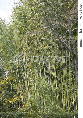 Katsura Imperial Villa Takebayashi Katsura Imperial Villa Takebayashi 70231288