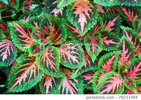 Red and green leaves of the coleus plant Red and green leaves of the coleus plant 70231404