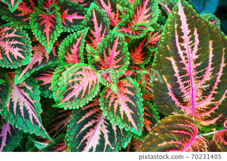 Red and green leaves of the coleus plant 70231405