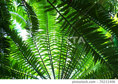 green fern plant texture 70231406