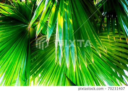 green fern plant texture green fern plant texture 70231407