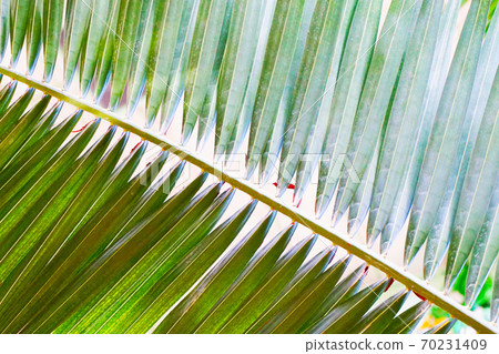 green fern plant texture green fern plant texture 70231409