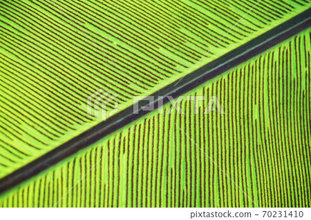 green fern plant texture green fern plant texture 70231410