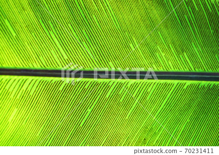green fern plant texture green fern plant texture 70231411