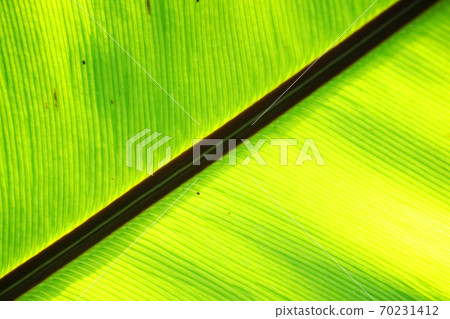 green fern plant texture green fern plant texture 70231412