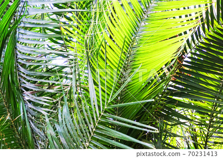 green fern plant texture green fern plant texture 70231413