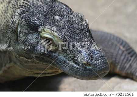 big monitor lizard big monitor lizard 70231561