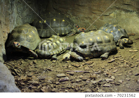 exotic terrestrial turtle exotic terrestrial turtle 70231562