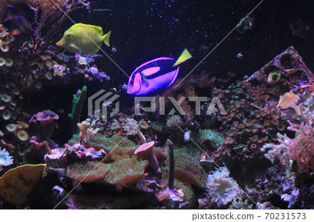 Paracanthurus Hepatus exotic fish Paracanthurus Hepatus exotic fish 70231573