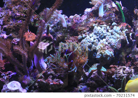 coral reef in egypt coral reef in egypt 70231574