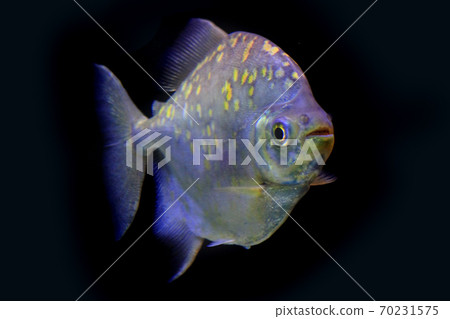 piranha fish isolated on the black piranha fish isolated on the black 70231575