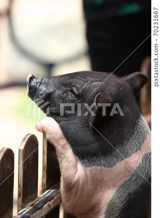 Little piggy backed on the fence, Thailand Little piggy backed on the fence, Thailand 70231667