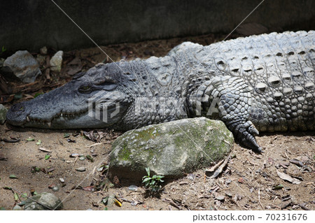 Crocodile resting in the sun, Thailand Crocodile resting in the sun, Thailand 70231676