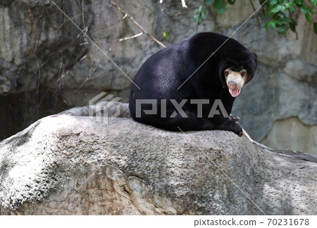 Black bear with a light muzzle, Thailand Black bear with a light muzzle, Thailand 70231678