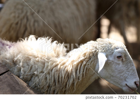 Common sheep with wool, Thailand 70231702