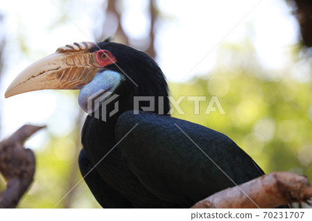 Black bird with a large beak, Thailand Black bird with a large beak, Thailand 70231707