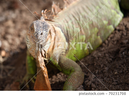 Large green lizard iguana, Thailand Large green lizard iguana, Thailand 70231708