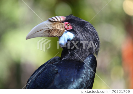 Black bird with a large beak, Thailand 70231709
