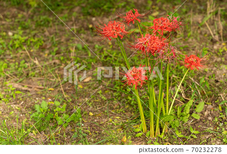 希根花開在路邊 70232278