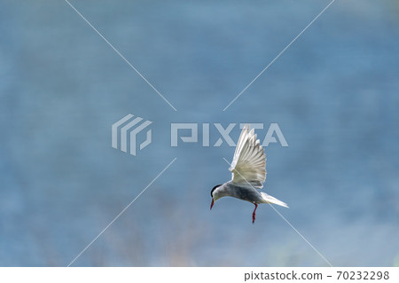 Common tern in flight with extended wings against blurred background 70232298