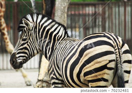zebra animal is resting zebra animal is resting 70232481