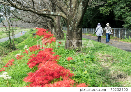 Minuma rice field, cluster amaryllis blooming along the Minuma substitute aqueduct Minuma rice field, cluster amaryllis blooming along the Minuma substitute aqueduct 70232500